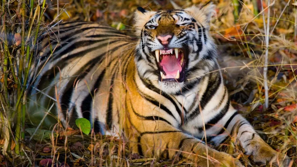 mysore-tiger-rescue