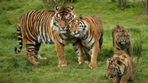 tigers