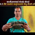 ಅಂಕೋಲಾದಲ್ಲಿ ಕಂಡು ಬಂದ 4.5 ಕೆಜಿ ತೂಕದ ಅಪರೂಪದ ‘ಕಲ್ಲು ಜೆಂಜಿ ಏಡಿ